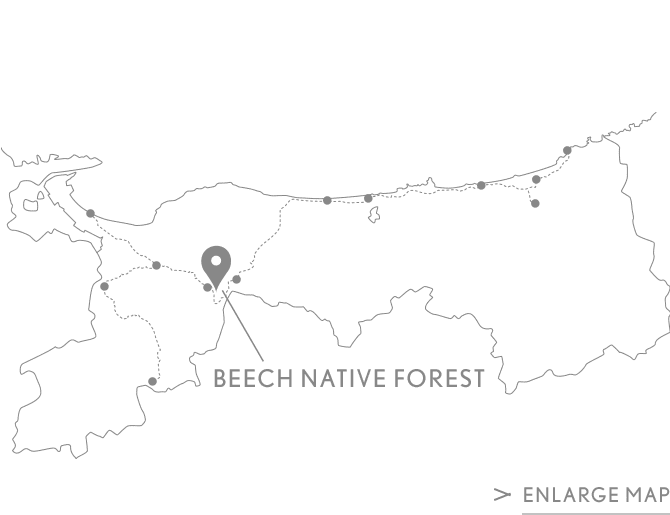 BEECHNATIVE FOREST