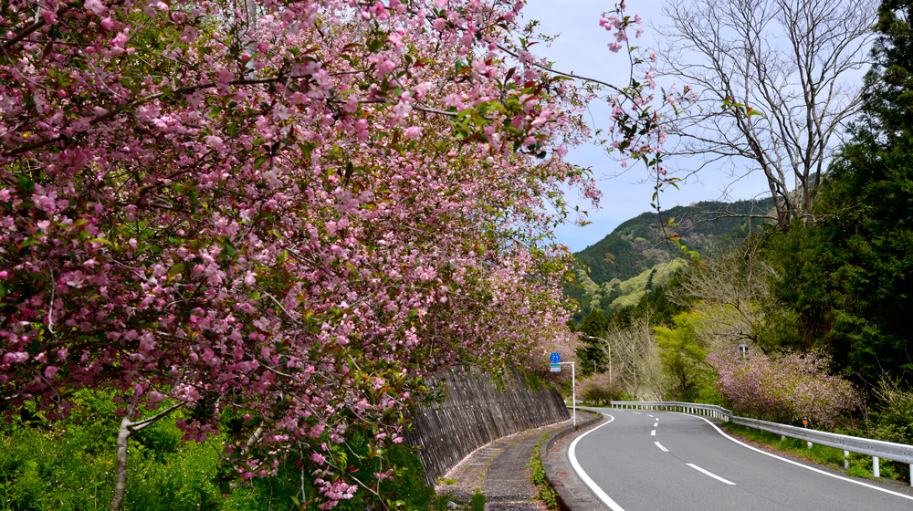 1000本の桜が咲き乱れる──埼玉県 カイドウ街道