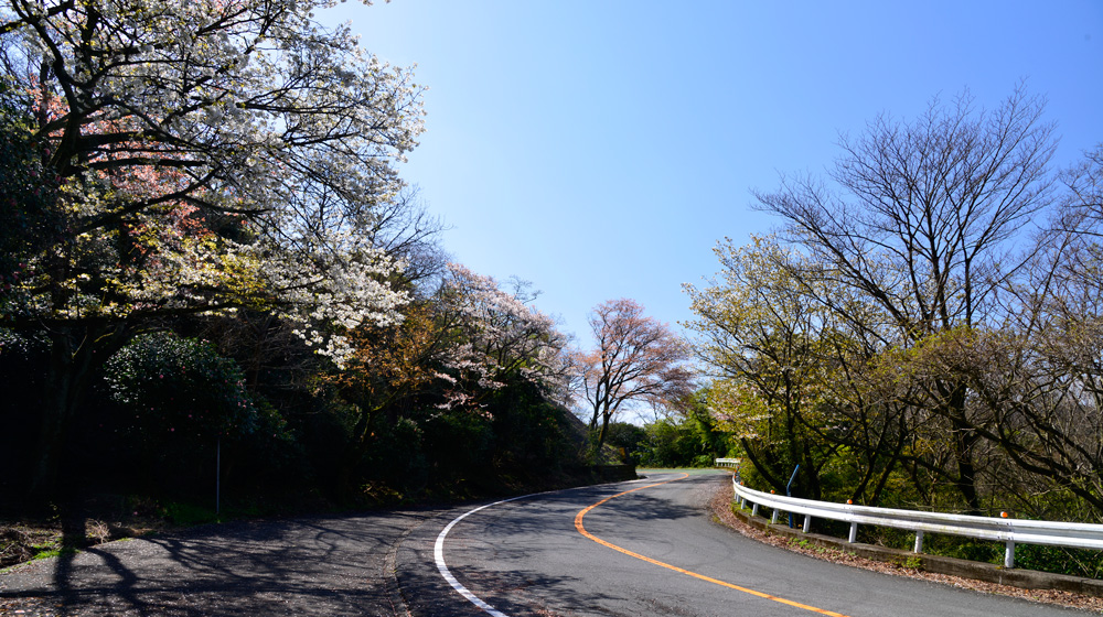 椿と桜を同時に楽しむことも──静岡県 椿ライン