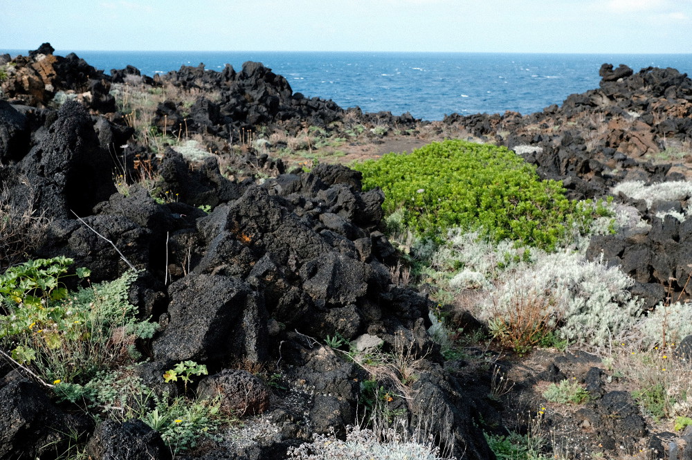 溶岩の黒と水の青が重なる。島には希少な固有種の植物も多く草花を眺めながらのハイキングが楽しい