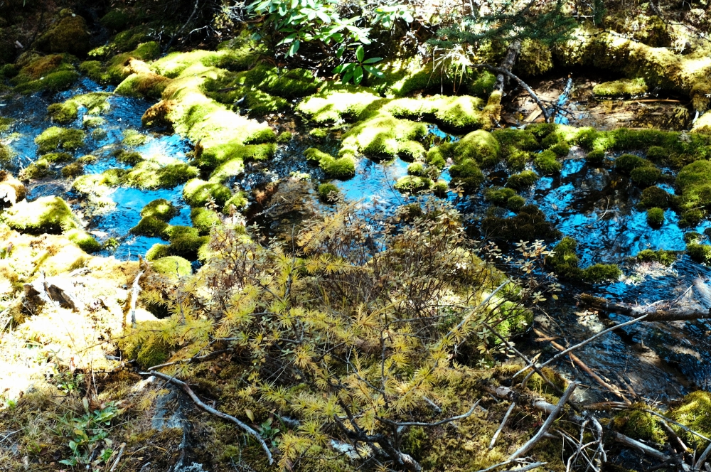 山歩きの途中、目の覚めるような色の苔が美しい