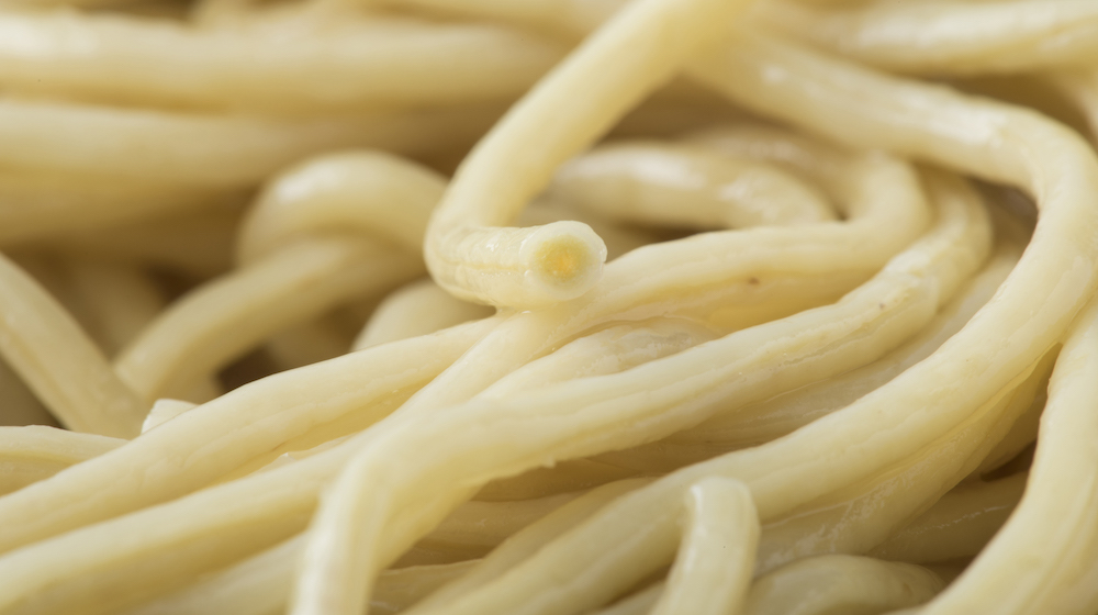 麺の断面。色が濃くなっている中心に栄養素が閉じ込められている麺の断面。色が濃くなっている中心に栄養素が閉じ込められている