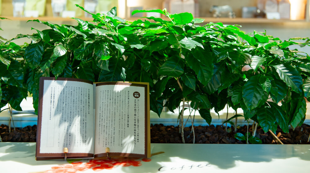 店内中央のイートインスペースには、本物のコーヒーの木が植えられている