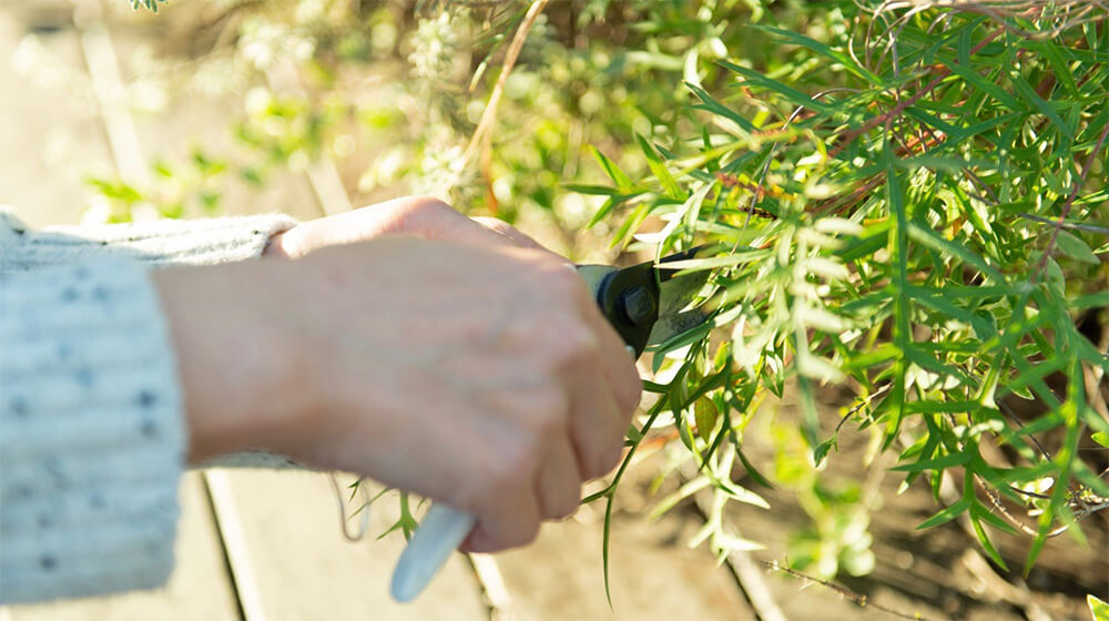 パリから携帯していた唯一の道具。この一本の花はさみから、ブーケが生まれる
