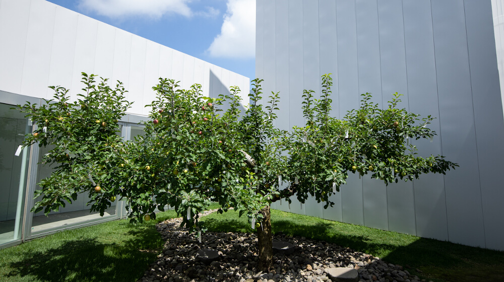 Lexus 絵が一枚も展示されていないユニークな美術館 十和田市現代美術館 Visionary