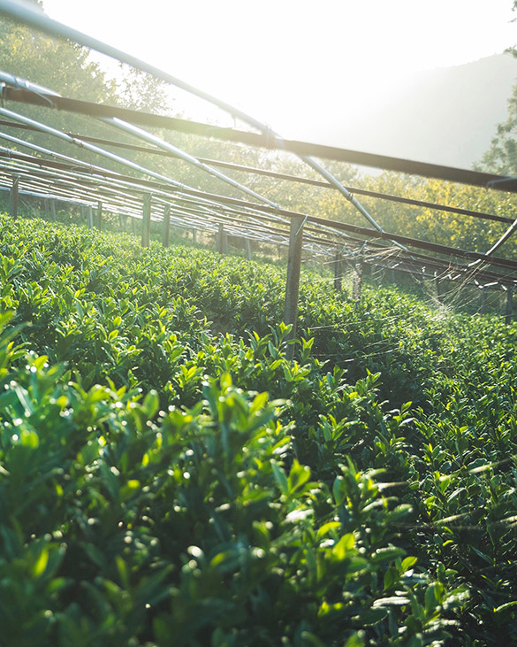 歴史ある茶葉の産地ではあるが、生産量の少なさから認知度が低迷していた「八女茶」。今や、「八女伝統本玉露」が全国茶品評会で日本一の称号「産地賞」を20年連続で獲得し、海外でのデモンストレーションを開催するに至るまでの経緯と今後の展望を、八女茶技術員代表の椎窓孝雄氏に聞いた。