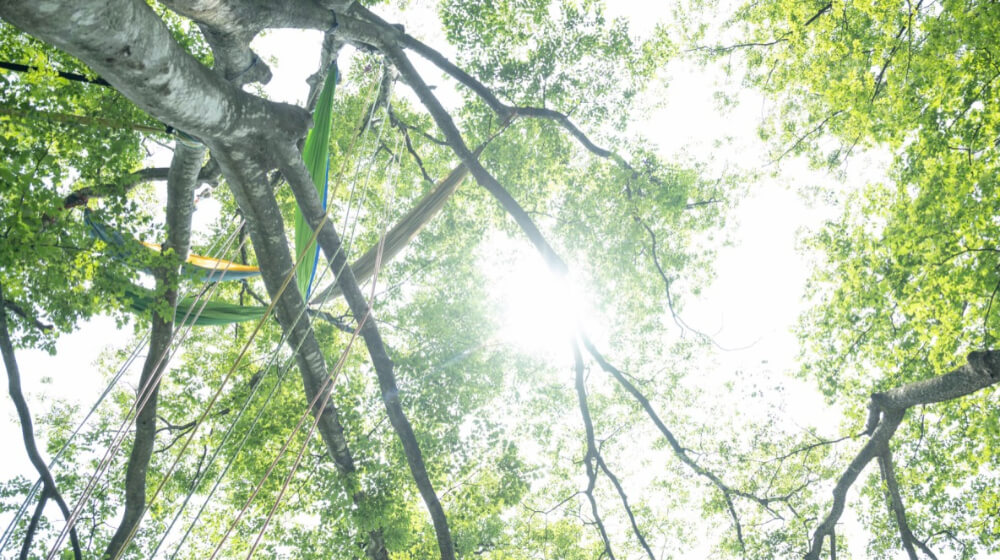 陽光が降り注ぐ中、木の上でハンモックが揺れて私たちを待つ