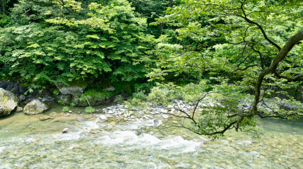 森にはせせらぎの音が響き渡り、自然界が呼応し合うかのよう