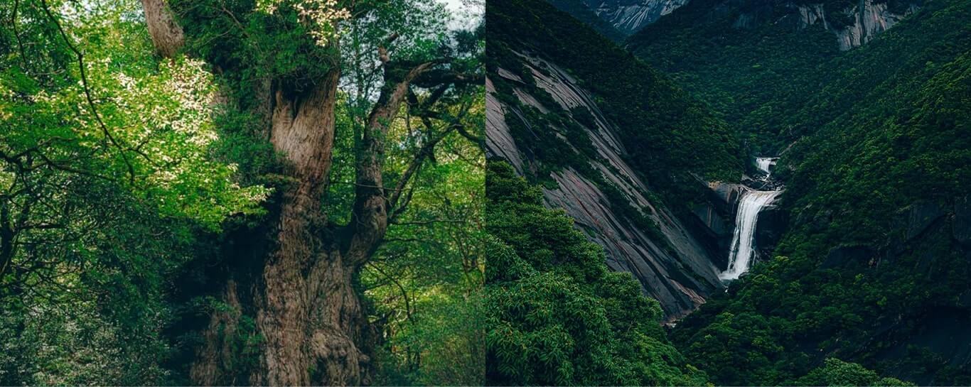 世界自然遺産 屋久島の⼤⾃然を五感で感じる ネイチャープログラム